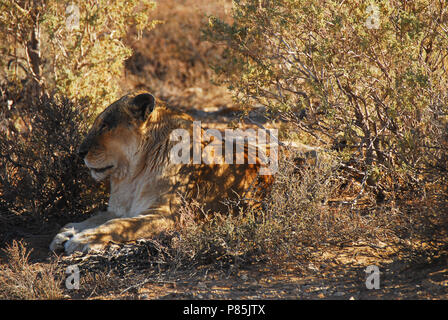 Diese dunkle konfrontiert lion Herkunft aus Namibia hat. Während auf Safari in Südafrika fotografiert. Stockfoto