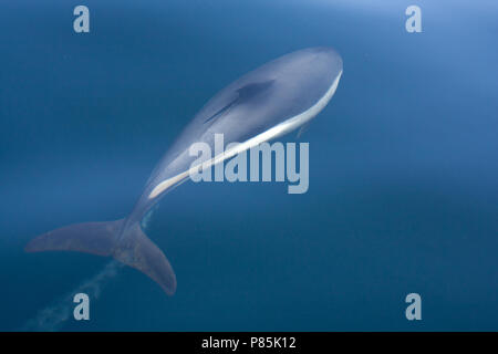 Gestreifter Delfin in den atlantischen Gewässern Stockfoto