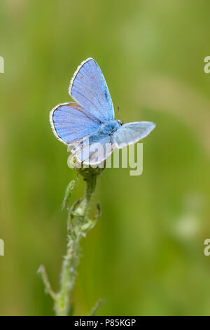 Adonisblauwtje/Adonis Blau (Polyommatus bellargus) Stockfoto