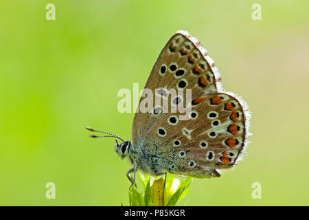 Adonisblauwtje/Adonis Blau (Polyommatus bellargus) Stockfoto