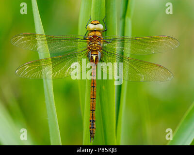 Vroege glazenmaker, Grünäugige Hawker, Aeshna isoceles Stockfoto