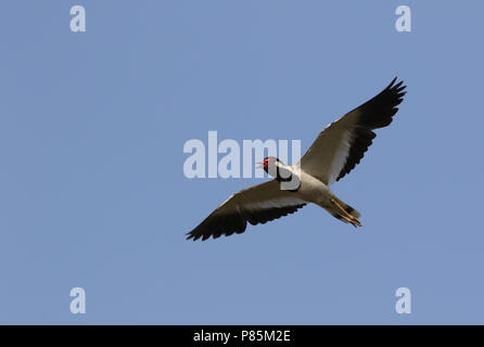 Rot - Gelbstirn-blatthühnchen Kiebitz, Vanellus indicus Stockfoto