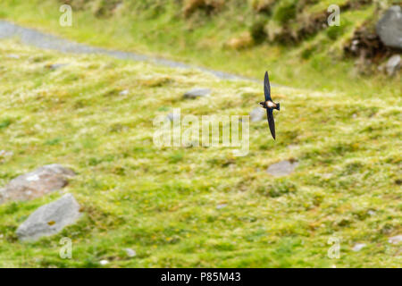 Vagrant White-throated Needletail (Hirundapus caudacutus) in Schottland Stockfoto