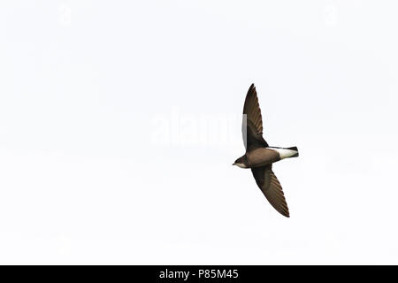 Vagrant White-throated Needletail (Hirundapus caudacutus) in Schottland Stockfoto