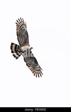 Orientalische Wespenbussard (Pernis ptilorhyncus) im Flug Stockfoto