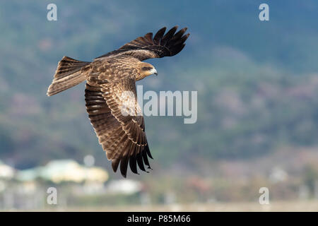 Schwarz-eared Kite (Milvus lineatus) im Flug Stockfoto