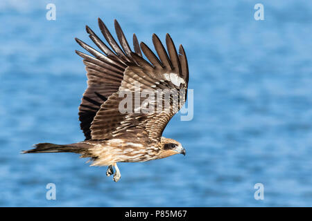 Schwarz-eared Kite (Milvus lineatus) im Flug Stockfoto