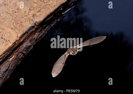 Gewone grootoorvleermuis Vliegend, Braunes Langohr fliegen Stockfoto