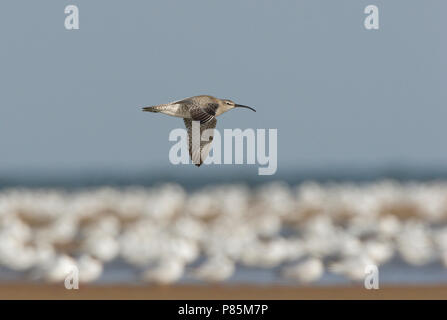 Regenwulp vliegt laag Boven wad in Blauwe lucht en met rustende meeuwen op het Strand op de Achtergrond. Regenbrachvogel flying low über Watt, Wattenmeer Stockfoto