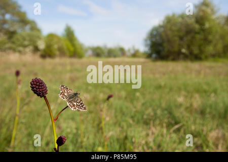 Aardbeivlinder, malvae Grizzled Skipper, Schmetterling Stockfoto