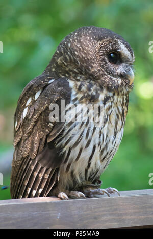 Gefleckte Eule Stockfoto