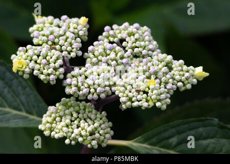 Blaue Hortensie Lacecap Knospen Stockfoto