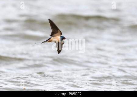 Putative Levant Rauchschwalbe fliegen über Canal de Willebroek, Vilvoorde, Brabant, Belgien. April 30, 2018. Stockfoto