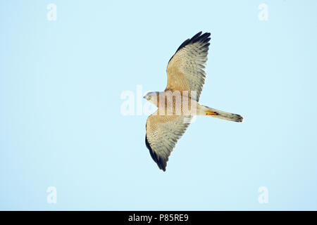 Vrouwtje Balkansperwer in Vlucht, der Levante Sperber (Accipiter brevipes) männlichen Erwachsenen im Flug Stockfoto