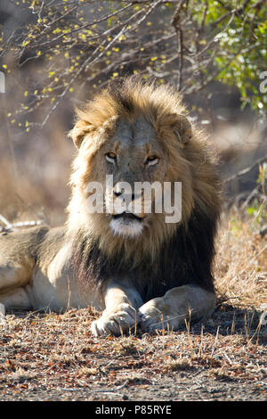 Mannetje Afrikaanse Leeuw; Männliche afrikanischer Löwe Stockfoto