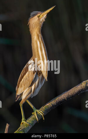 Tarabusino; wenig Rohrdommel; Ixobrychus minutus Stockfoto