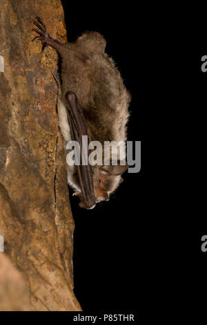 Die capaccini Vleermuis, lange Fingered Bat Stockfoto