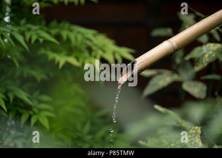 Bambus Brunnen gießt Wasser auf grüne Natur Hintergrund. Traditionelle japanische Garten mit Pflanzen und Blätter. Stockfoto