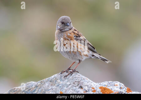 Altai Accentor; Himalayan Accentor; Prunella himalayana Stockfoto