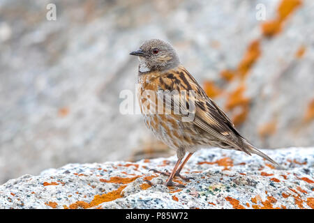 Altai Accentor; Himalayan Accentor; Prunella himalayana Stockfoto