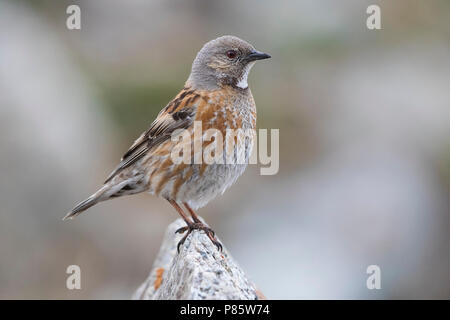 Altai Accentor; Himalayan Accentor; Prunella himalayana Stockfoto