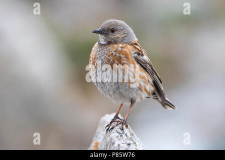 Altai Accentor; Himalayan Accentor; Prunella himalayana Stockfoto