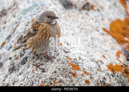 Altai Accentor; Himalayan Accentor; Prunella himalayana Stockfoto