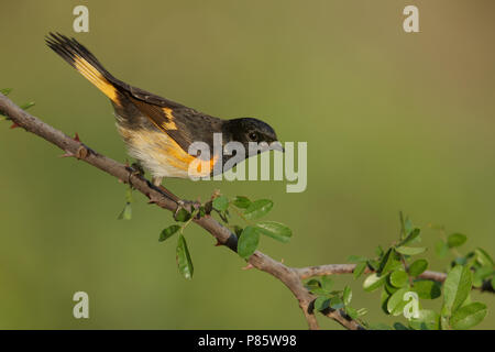 Eine amerikanische Redstart gehockt während der Migration. Stockfoto