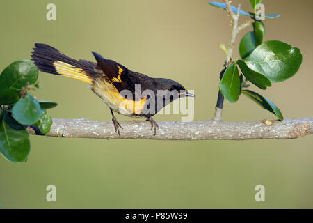 Eine amerikanische Redstart gehockt während der Migration. Stockfoto