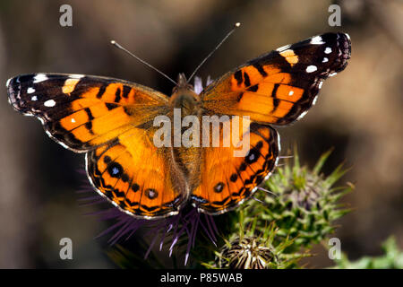 Amerikaanse distelvlinder/amerikanische Distelfalter (Vanessa virginiensis) Stockfoto