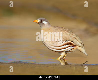 Sand Partridge (Ammoperdix heyi), männlich im Salalah, Oman. Stockfoto