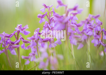 Bloeiende Harlekijn, blühende Grün - winged Orchid Stockfoto