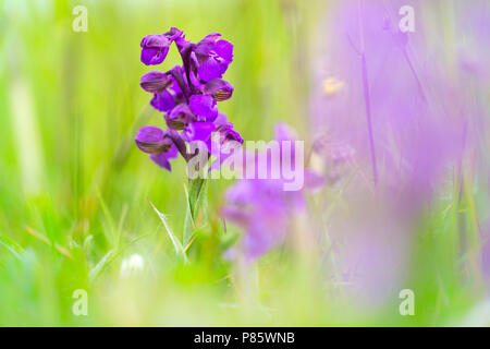 Bloeiende Harlekijn, blühende Grün - winged Orchid Stockfoto