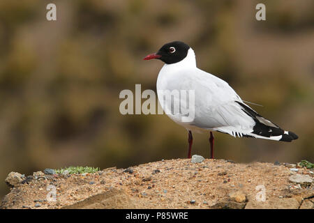 Nach Sommer Anden Möwe (Chroicocephalus serranus) Stockfoto