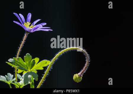 Oosterse anemoon, Blau Winter Anemone, Anemone blanda Stockfoto