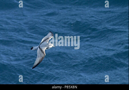 Antarctische Prion (Pachyptila desolata) Fliegen über dem Meer in der Nähe der Antarktis. Stockfoto