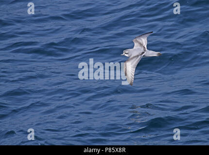 Antarctische Prion (Pachyptila desolata) Fliegen über dem Meer in der Nähe der Antarktis. Stockfoto