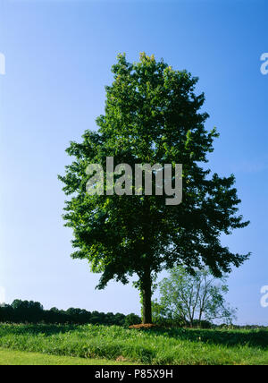 SWEET GUM TREE (LIQUIDAMBAR STYRACIFLUA) IM SOMMER [SERIE VON VIER JAHRESZEITEN] / PENNSYLVANIA Stockfoto