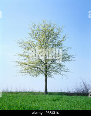 Stift EICHE (QUERCUS PALUSTRIS) IM FRÜHJAHR [FOUR SEASON SERIES]/Pennsylvania Stockfoto