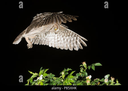 Eurasian Scops Owl (Otus scops) im Flug während der Nacht in Italien. Stockfoto