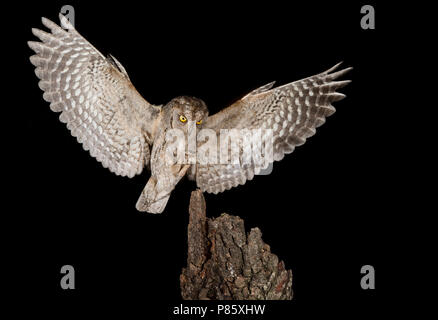 Eurasian Scops Owl (Otus scops) im Flug, Landung auf einer Stange während der Nacht. Stockfoto