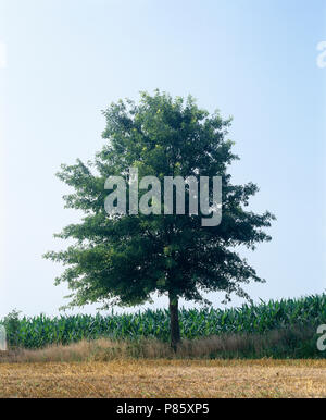 Stift EICHE (QUERCUS PALUSTRIS) SOMMER [FOUR SEASON SERIES]/Pennsylvania Stockfoto