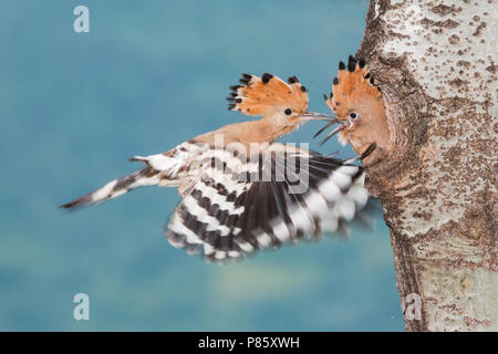 Eurasischen Wiedehopf (Upupa epops), Essen auf sein Nest in Aostatal, Italien. Stockfoto