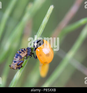 UK Wildlife: 7-Punkt Marienkäfer (Coccinella septempunctata) entstanden erst kürzlich und Austrocknung neben seinen leeren Puppe Shell in der Endphase der metamo Stockfoto