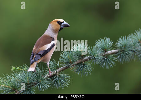 Appelvink op een dennentak; Hawfinch in einer Kiefer Stockfoto