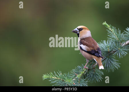 Appelvink op een dennentak; Hawfinch in einer Kiefer Stockfoto