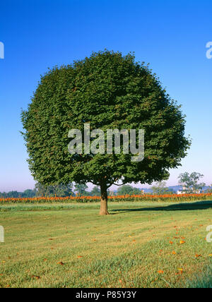 Norwegen AHORNBAUM IM SOMMER (ACER NEGUNDO) [Serie] VIER JAHRESZEITEN/Pennsylvania Stockfoto