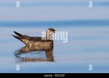 Kleine Jager, parasitäre Jaeger, Deutschland, 1. CY Stockfoto