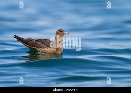 Arktis Jaeger-Schmarotzerraubmöwe - Eulen parasiticus, Deutschland, 1. CY Stockfoto