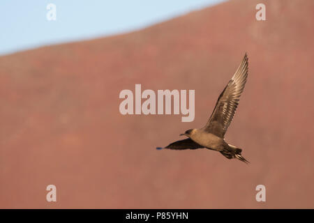 Arktis Jaeger-Schmarotzerraubmöwe - Eulen parasiticus, Island, Erwachsene Stockfoto